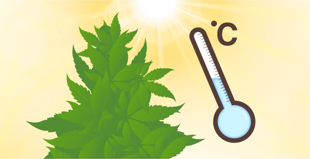 cannabis temperatuur warm koud
