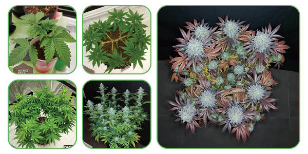 cannabis seeds or cuttings