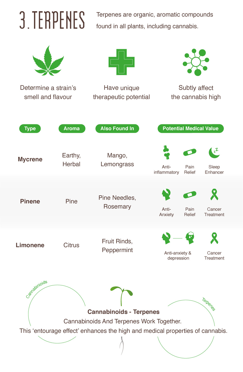 Cannabis Infographic And Related Blogs | Amsterdam Genetics