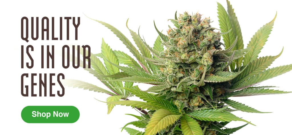 les meilleures graines cannabis