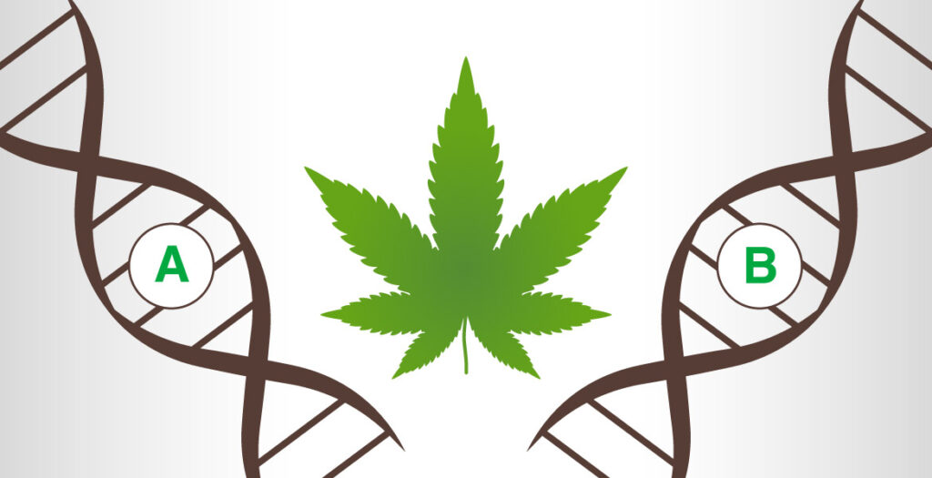 cannabis genetica
