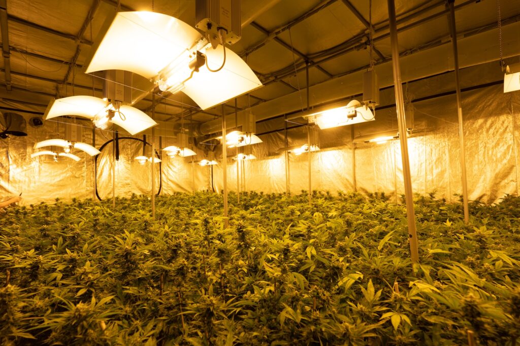 best cannabis grow lights