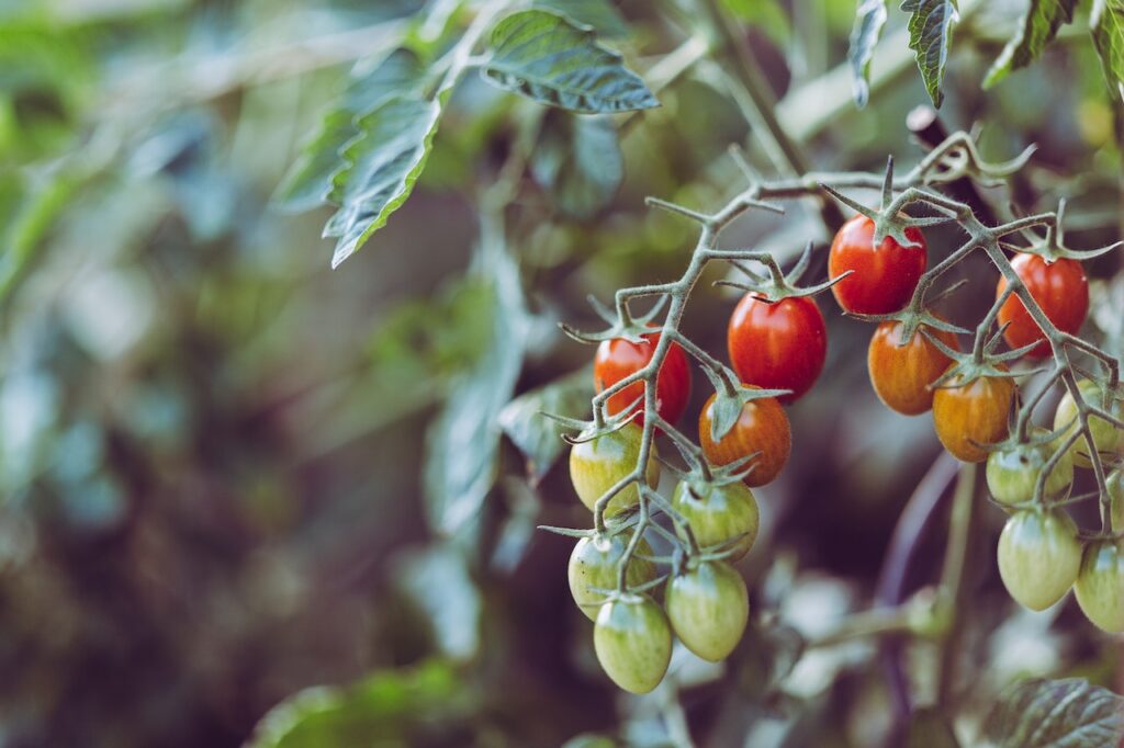 tomate sélection végétale