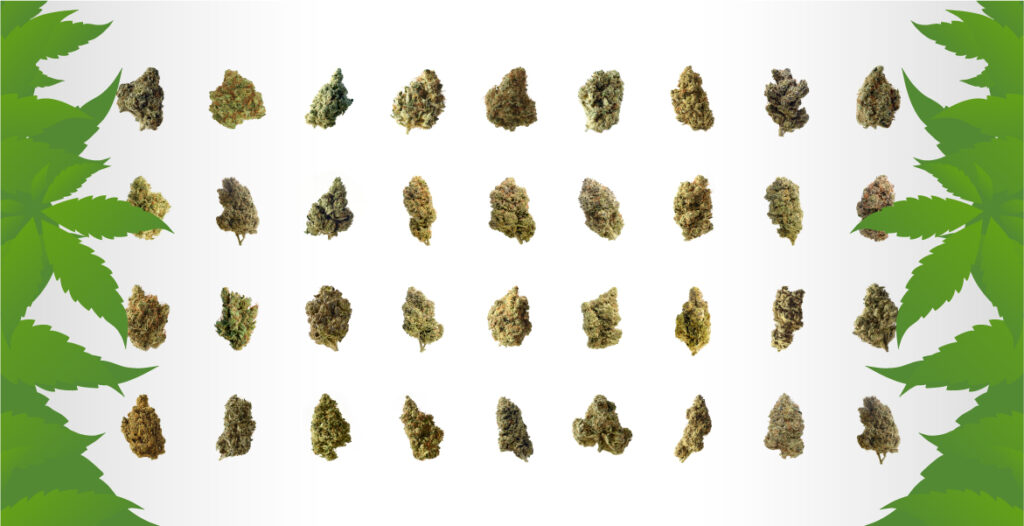 verschillende cannabis strains