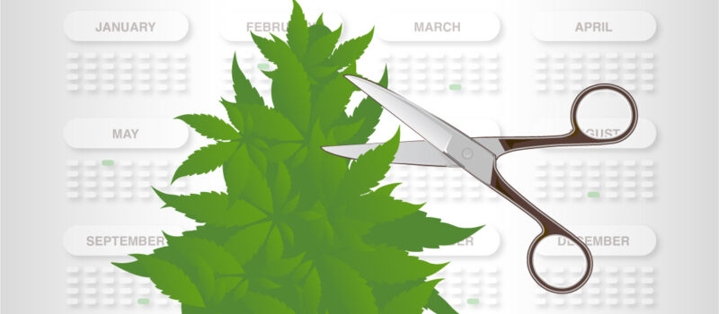 cannabis kalender
