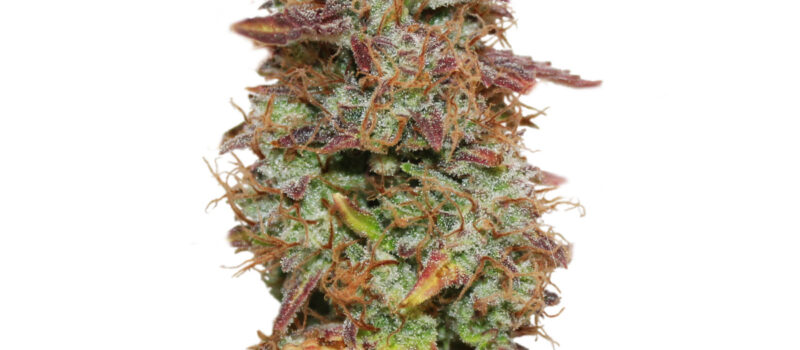 Exotic purple autoflower cannabis seeds