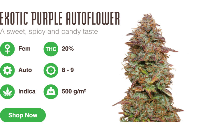 exotic purple autoflower
