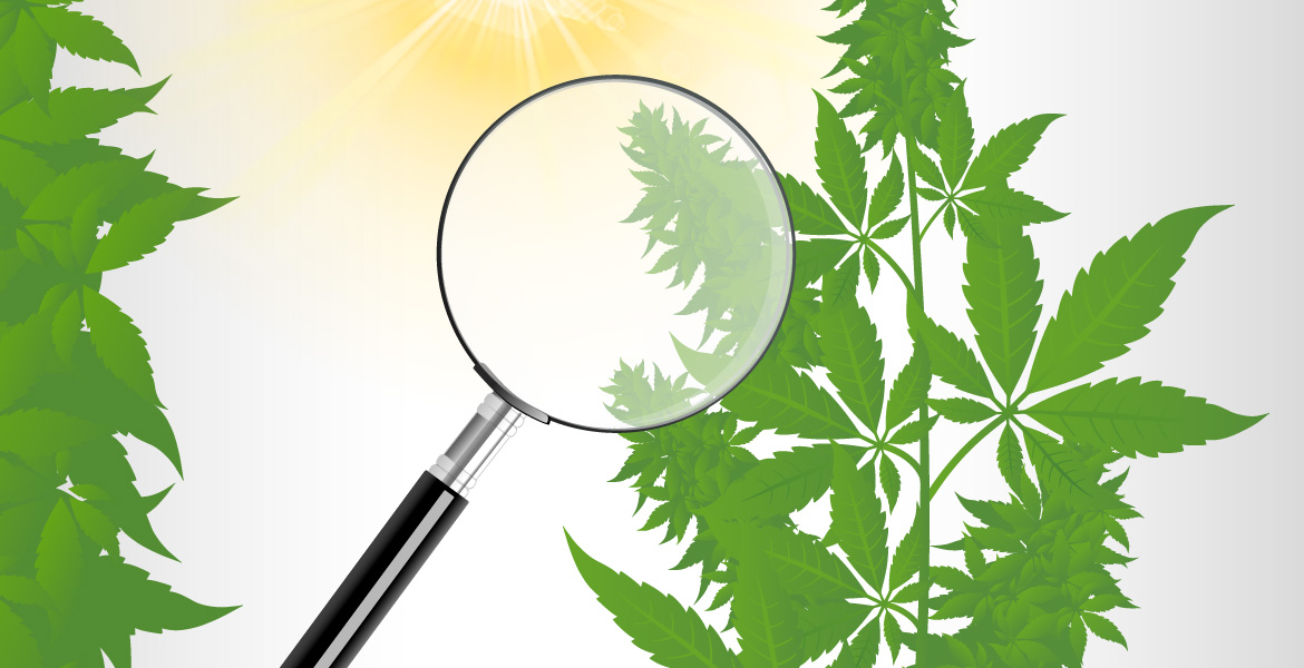 Prevent Problems in Your Outdoor Cultivation: Inspection and Maintenance