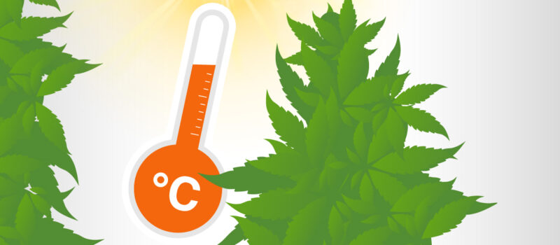 amsterdam genetics blog growing with high temperatures