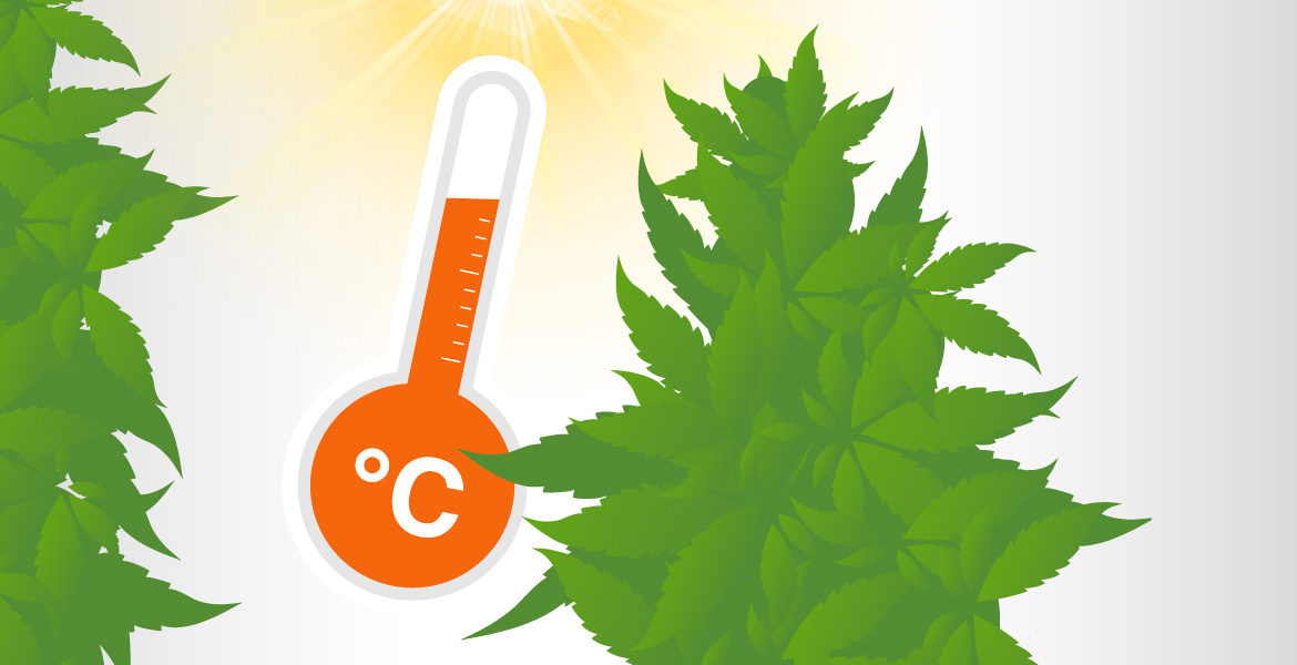 Tips for Growing Outdoor Cannabis in Hot Weather