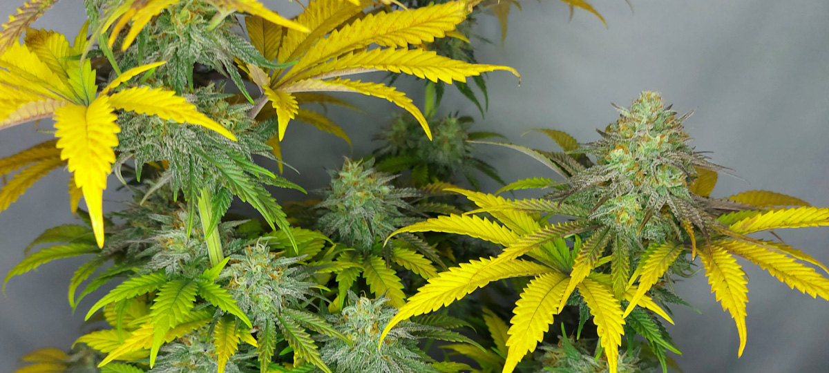 amsterdam genetics blog watering cannabis plant 12