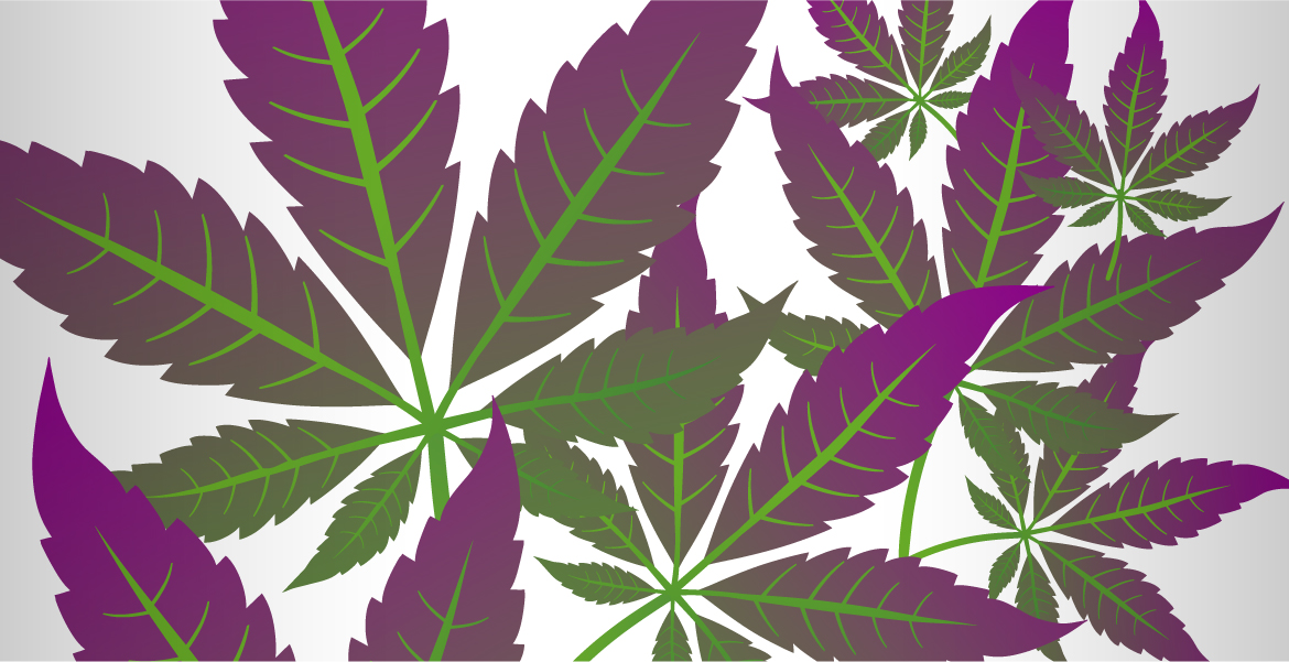 blog purple weed 2