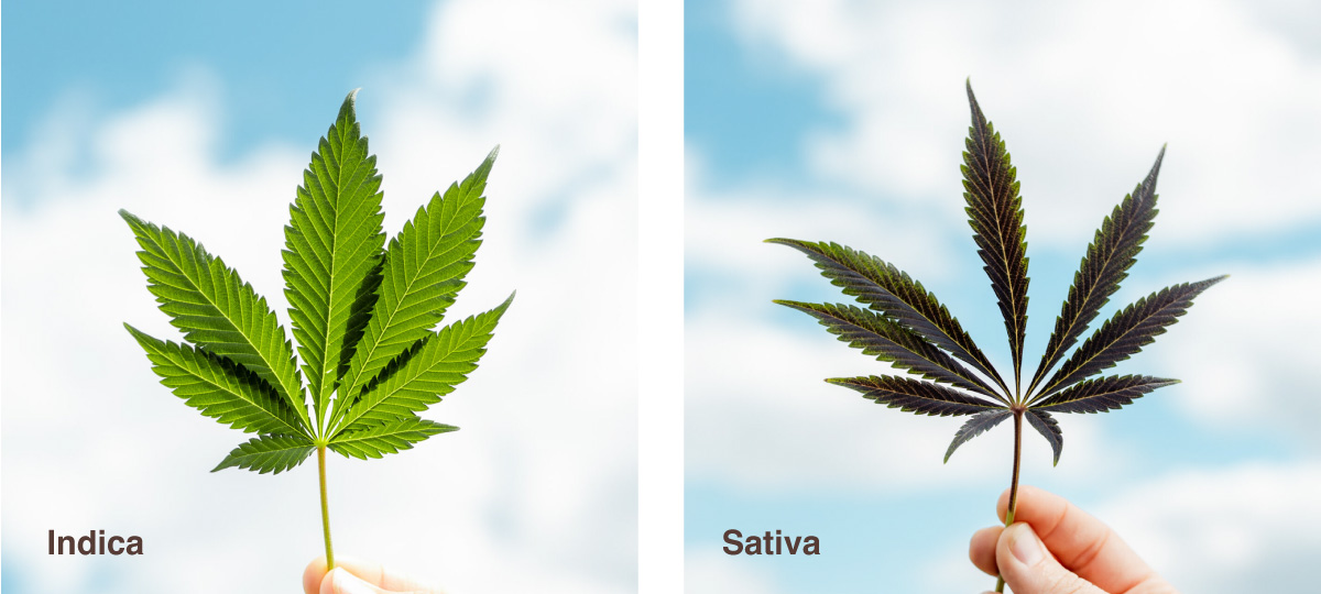 blog watering cannabis plant kopie