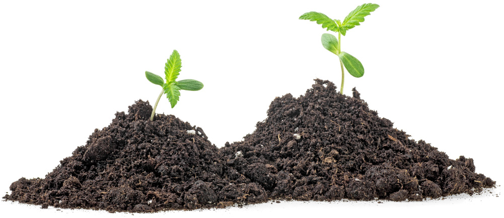 q1 plants soil amsterdam genetics