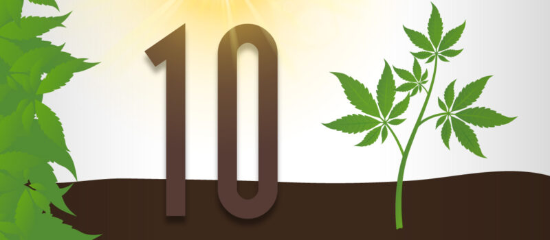 amsterdam genetics blog Q2 top 10 to keep in mind when growing outside