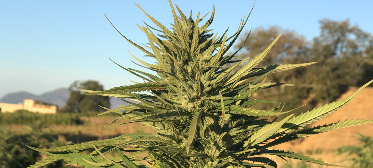amsterdam genetics what kind of effect does the climate have on my outside grow