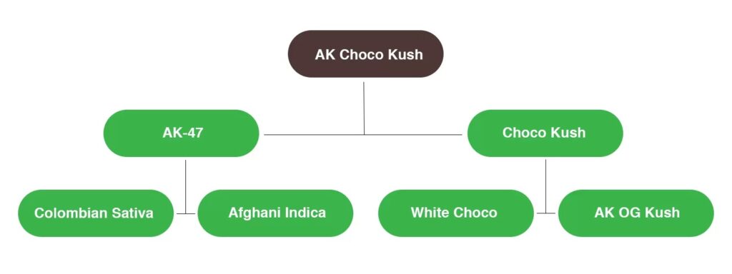 Amsterdam Genetics Ak Choco Kush Cannabis Seeds
