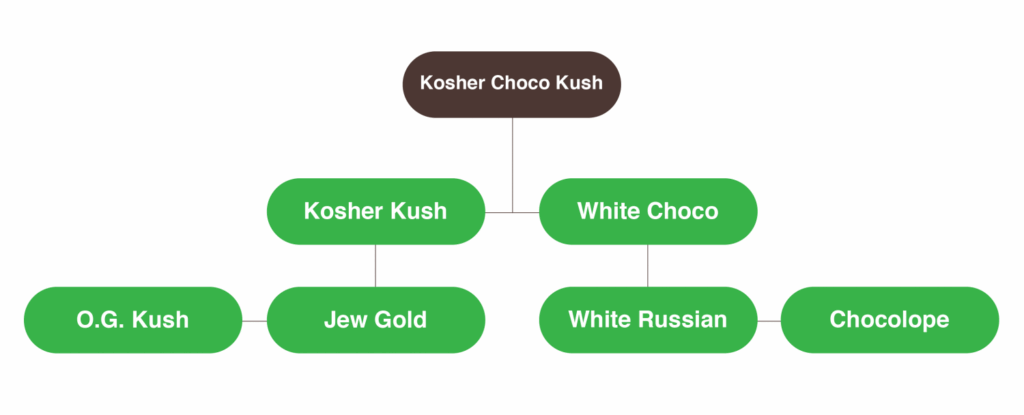 Amsterdam Genetics Kosher Choco Kush Cannabis Seeds