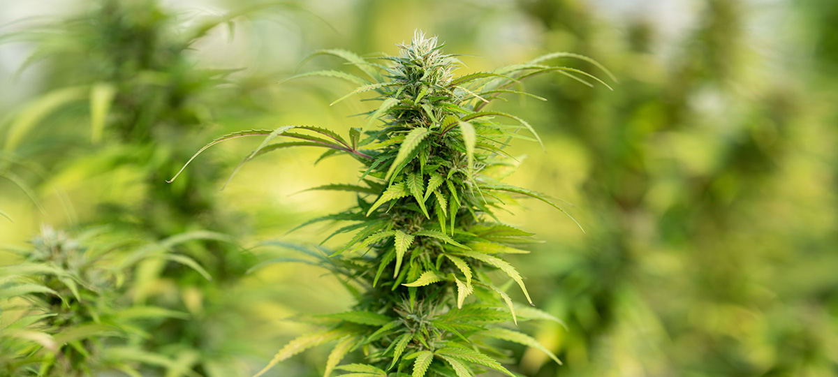 amsterdam geneticsElevating Cannabis Cultivation Indoors 2