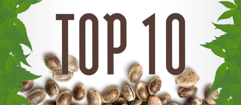 top 10 seeds amsterdam genetics