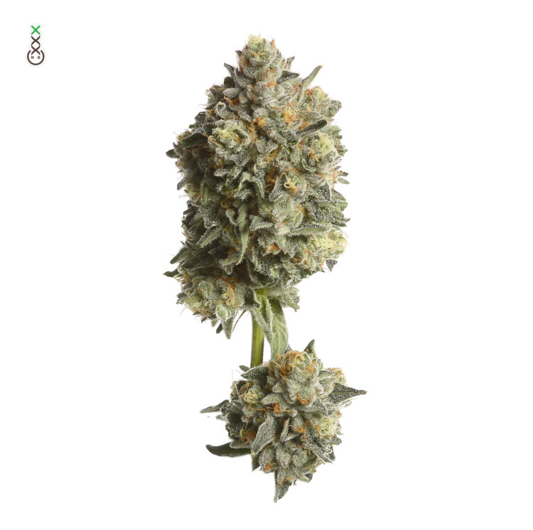 Amsterdam_genetics_AK_Choco_ku