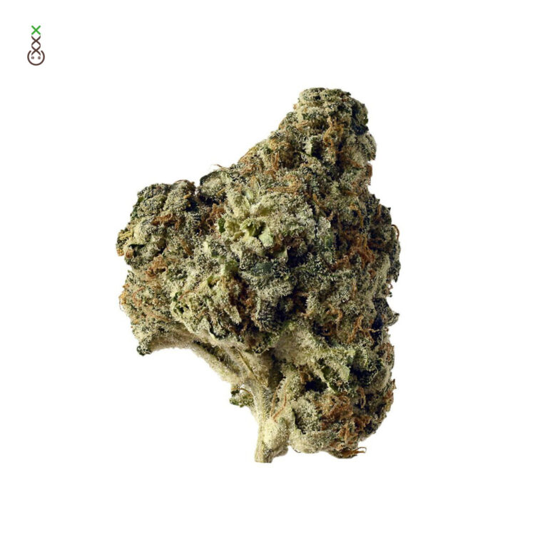 Amsterdam Genetics Cannabis Seeds