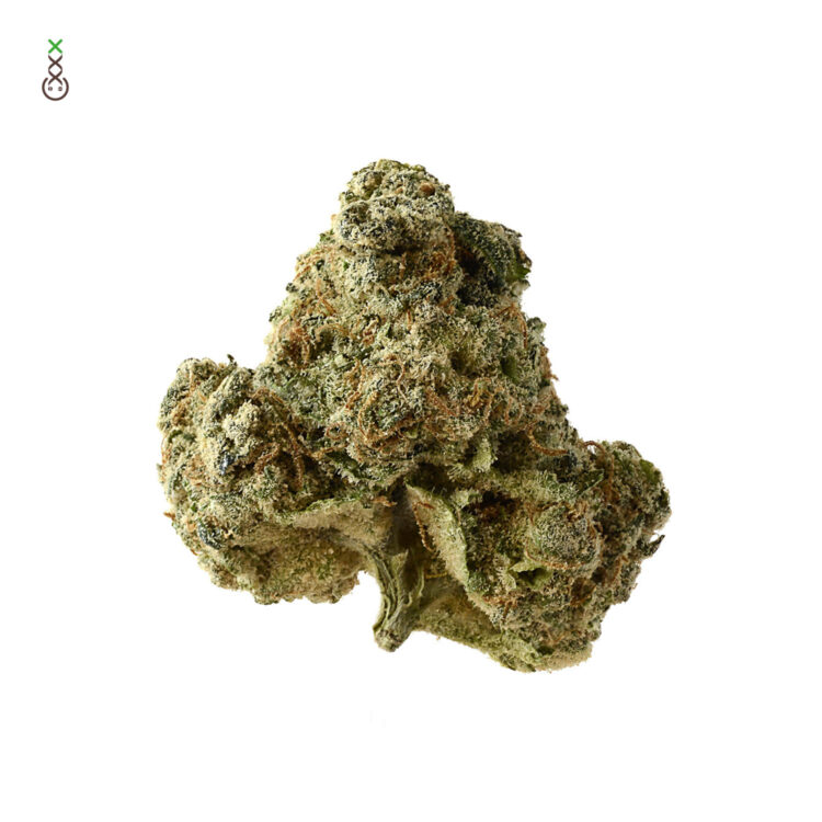 Amsterdam Genetics Cannabis Seeds