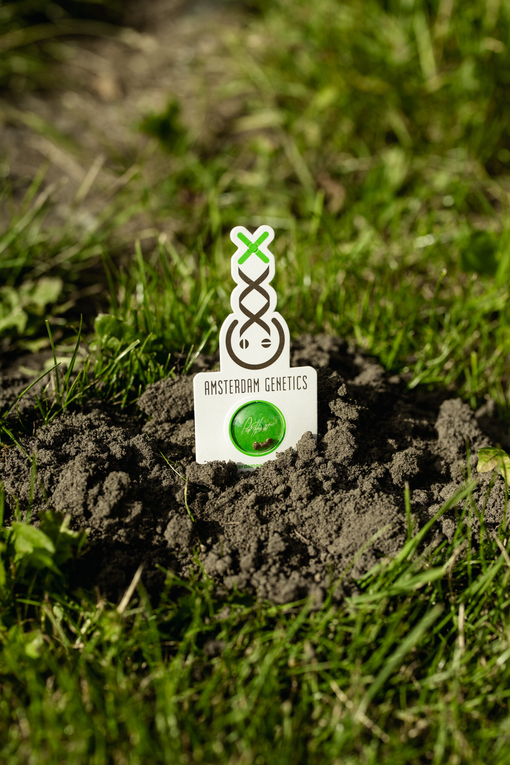growing cannabis outdoors
