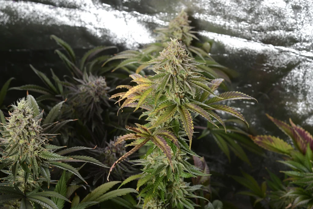 cannabis en Belgique