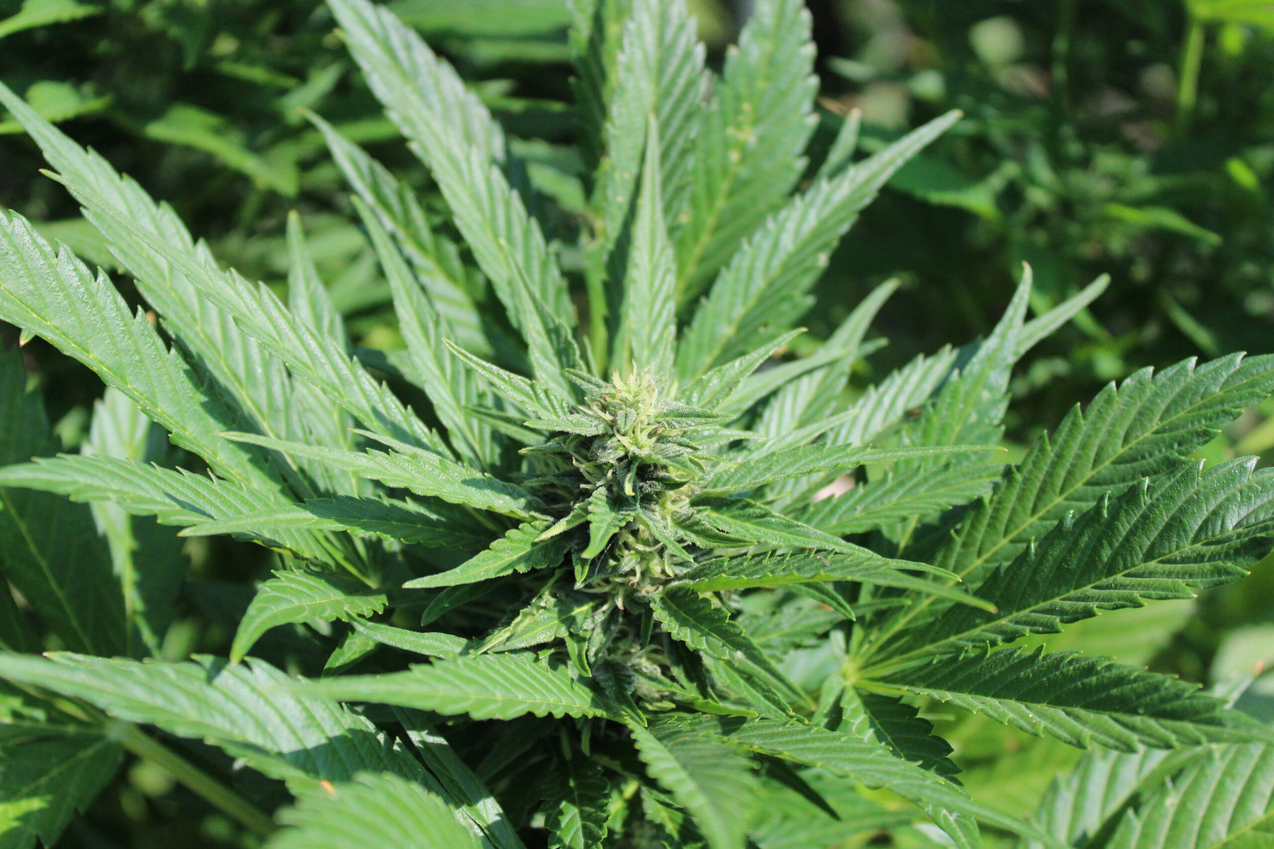 indica milkshake kush amsterdam genetics