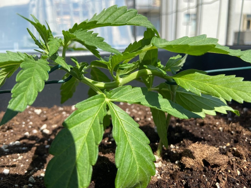 lst wietplant groeien