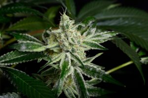 Cannabis in België