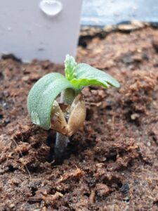 buitenwiet ontkiemen