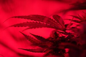 cannabis better sex life