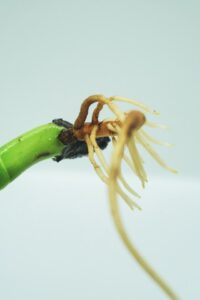 Phosphorus nitrogen potassium