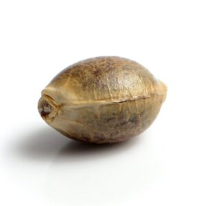 buiten wiet zaden amsterdam genetics