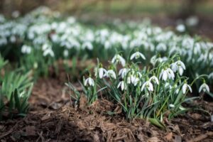 lente outdoor grow seizoen wietzaadjes
