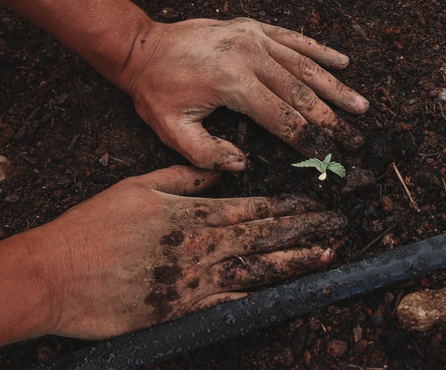 grow weed in garden soil