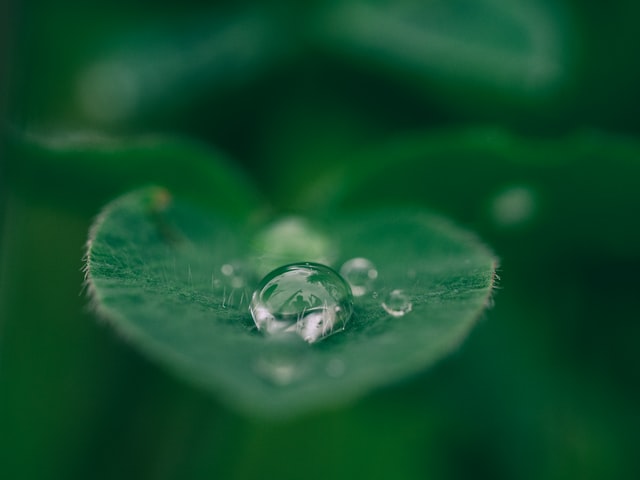 water garden weed plant