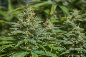 white choco outdoor hybrid grow season