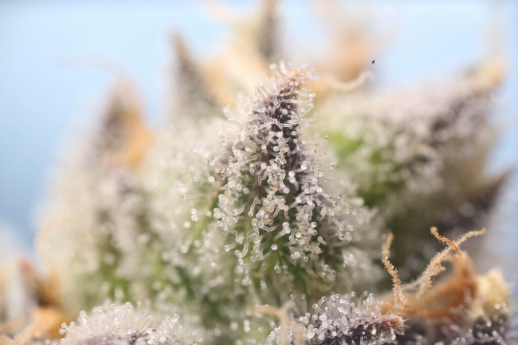 cannabis trichomen oogsten