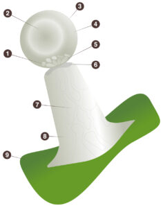 capitate stalked trichome