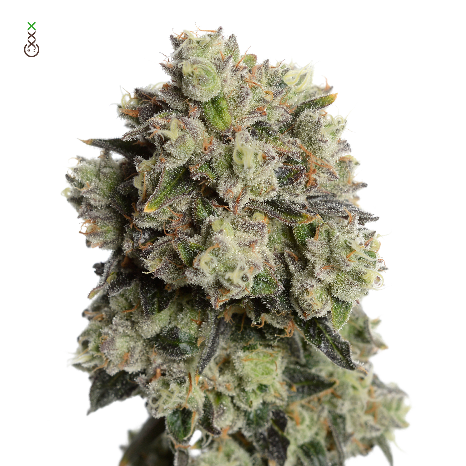 Rainbow Magic Sherbet