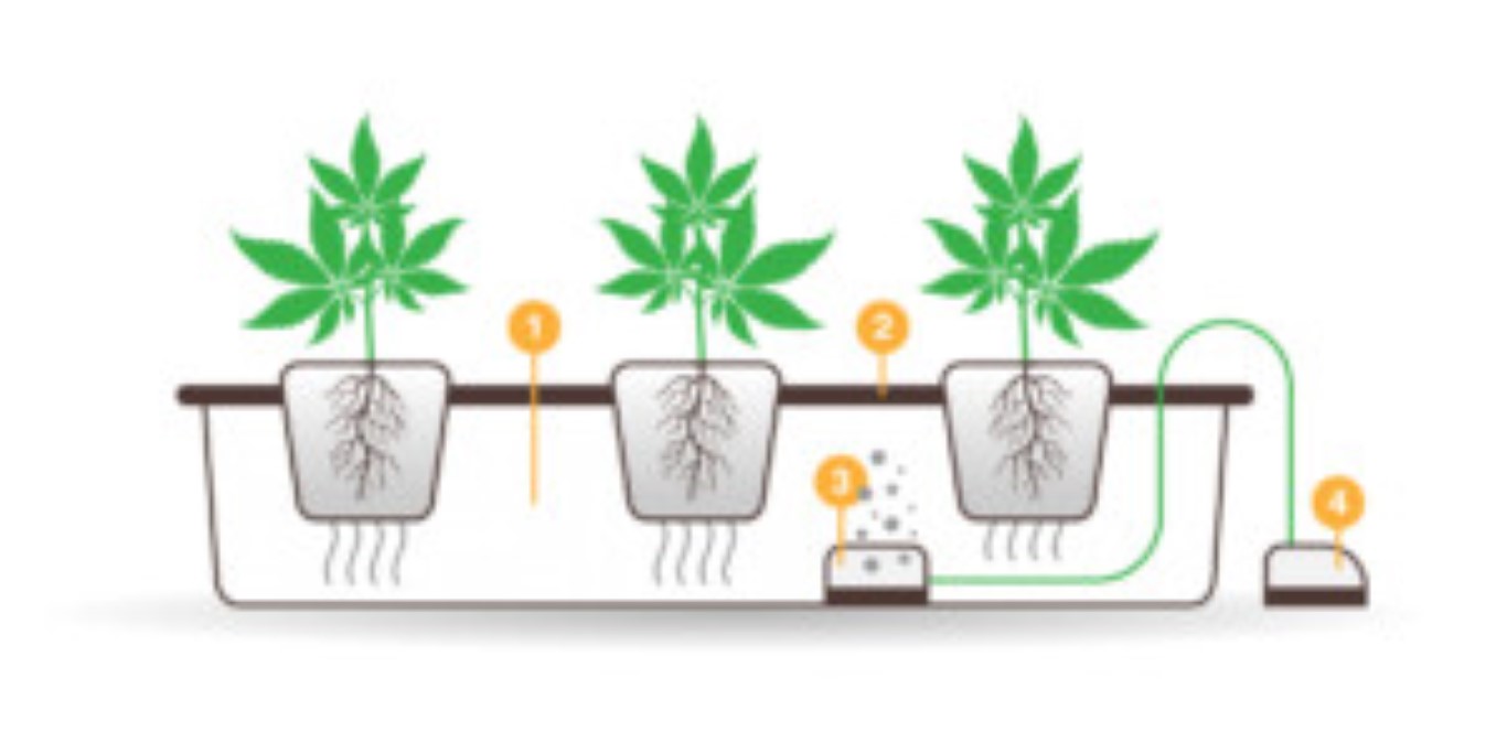 cannabis hydroponics