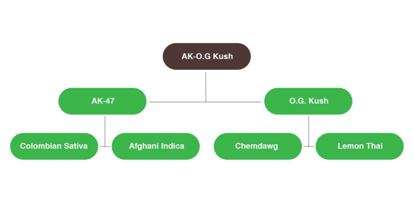 AK-OG Kush caryophyllène Cannabis Graine arbre généalogique