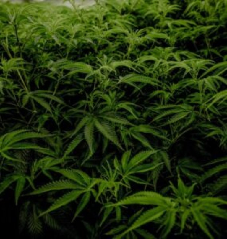 tutorial de low stress training plantas cannabis