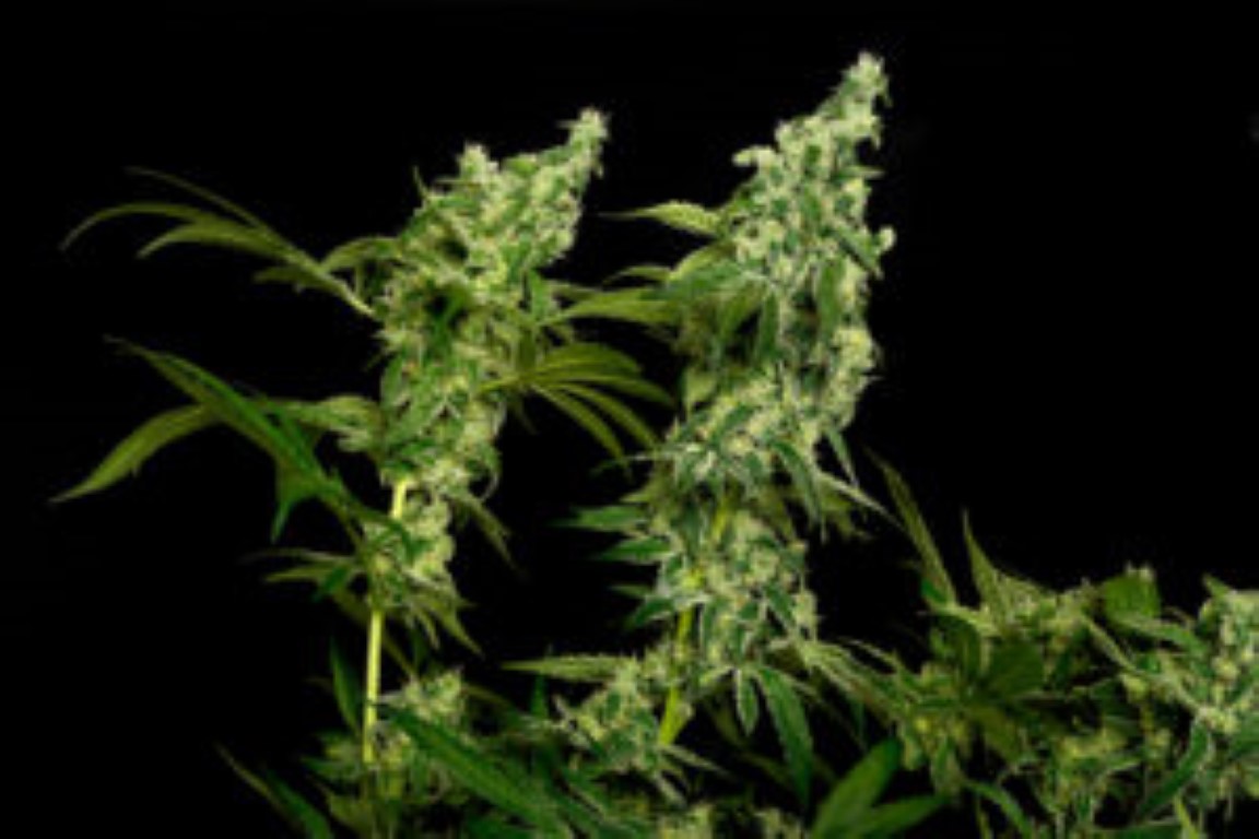 fatiga cannabis sativa