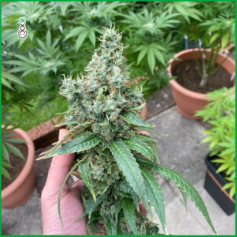 regar las plantas de cannabis