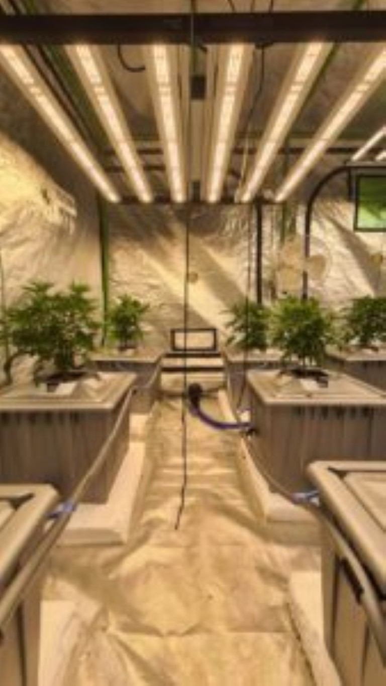  hydroponics cannabis