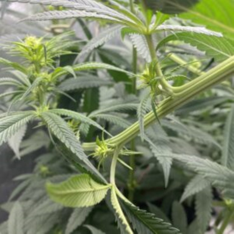 low stress training doblar planta cannabis